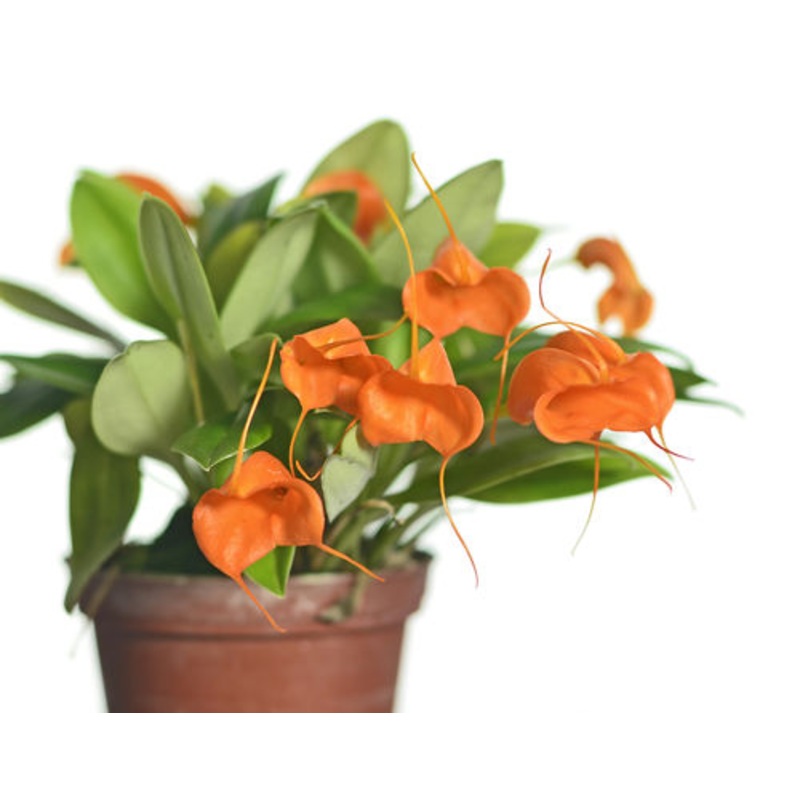 Masdevallia hirtzii