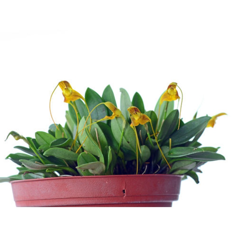Masdevallia ivanii