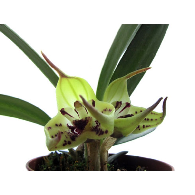 Masdevallia lappifera
