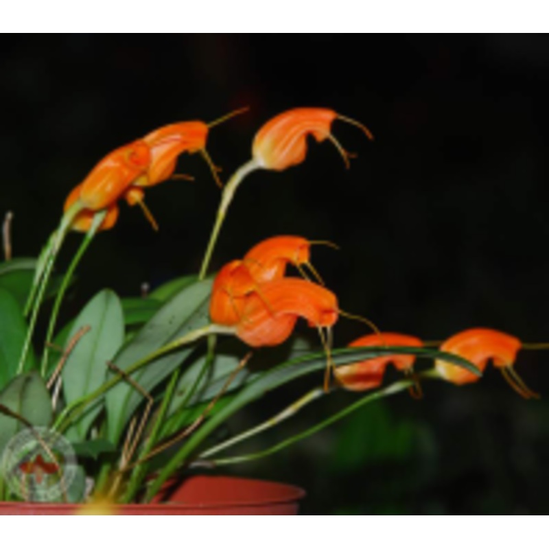 Masdevallia limax