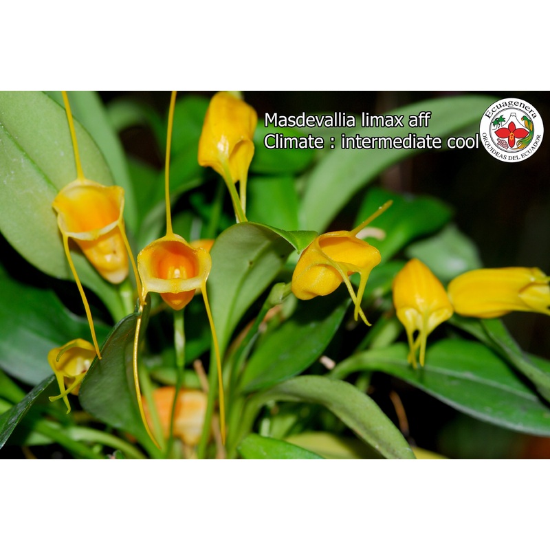 Masdevallia limax aff