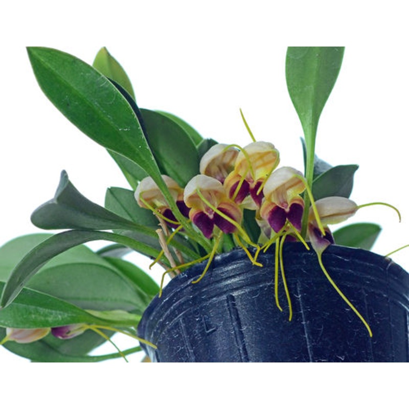 Masdevallia lychniphora