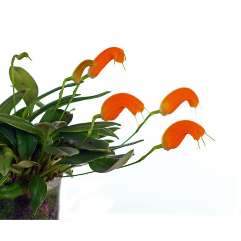 Masdevallia maxilimax