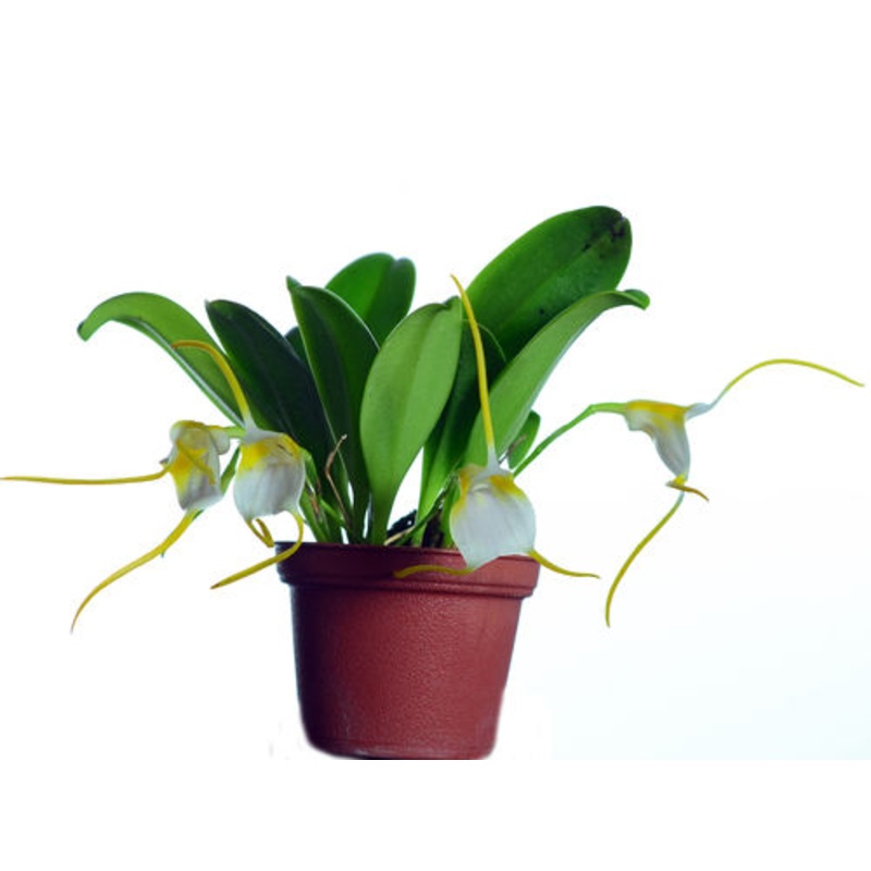 Masdevallia mejiana