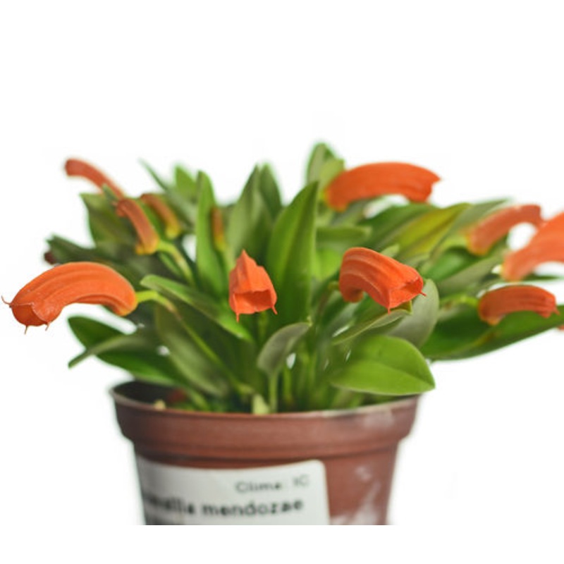 Masdevallia mendozae