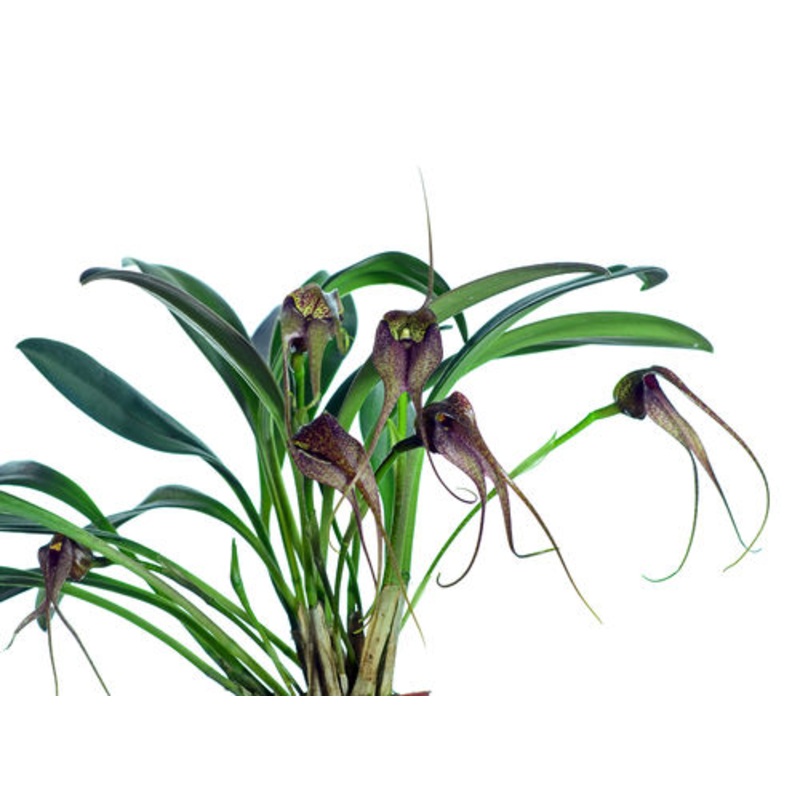 Masdevallia misasii
