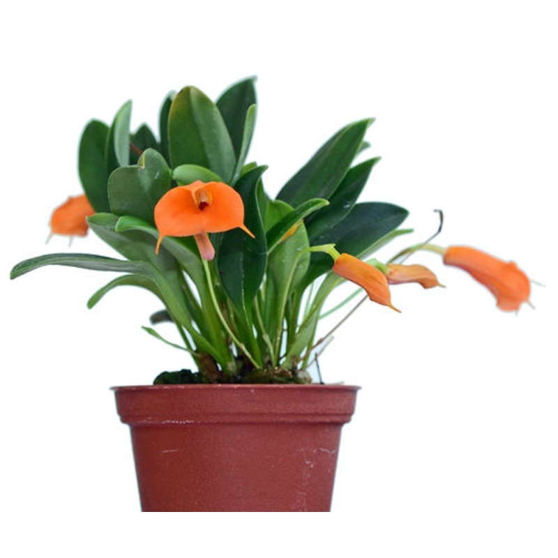 Masdevallia morochoi