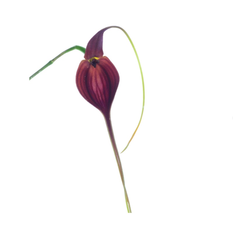 Masdevallia newmaniana