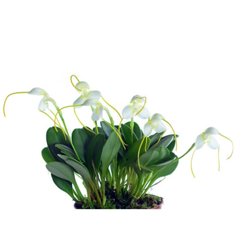 Masdevallia nivea