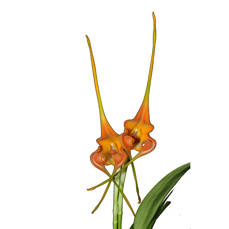 Masdevallia norops
