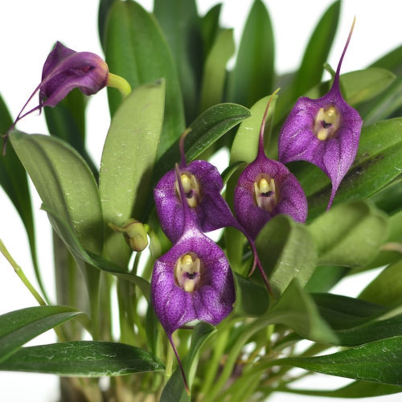 Masdevallia Panguea