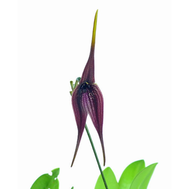 Masdevallia panguiensis