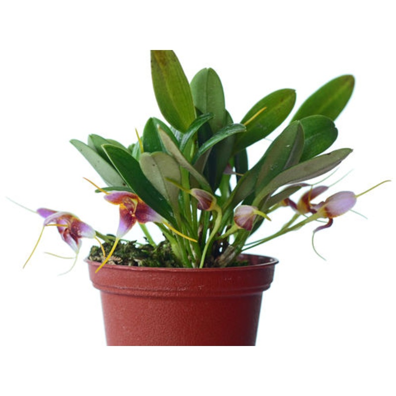 Masdevallia papillosa