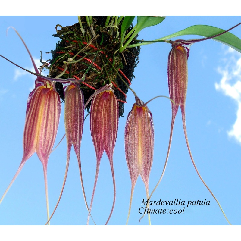 Masdevallia patula