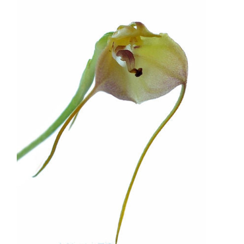 Masdevallia persicina