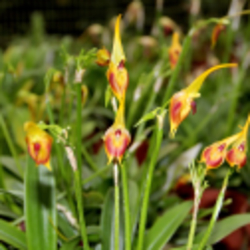 Masdevallia pinocchio