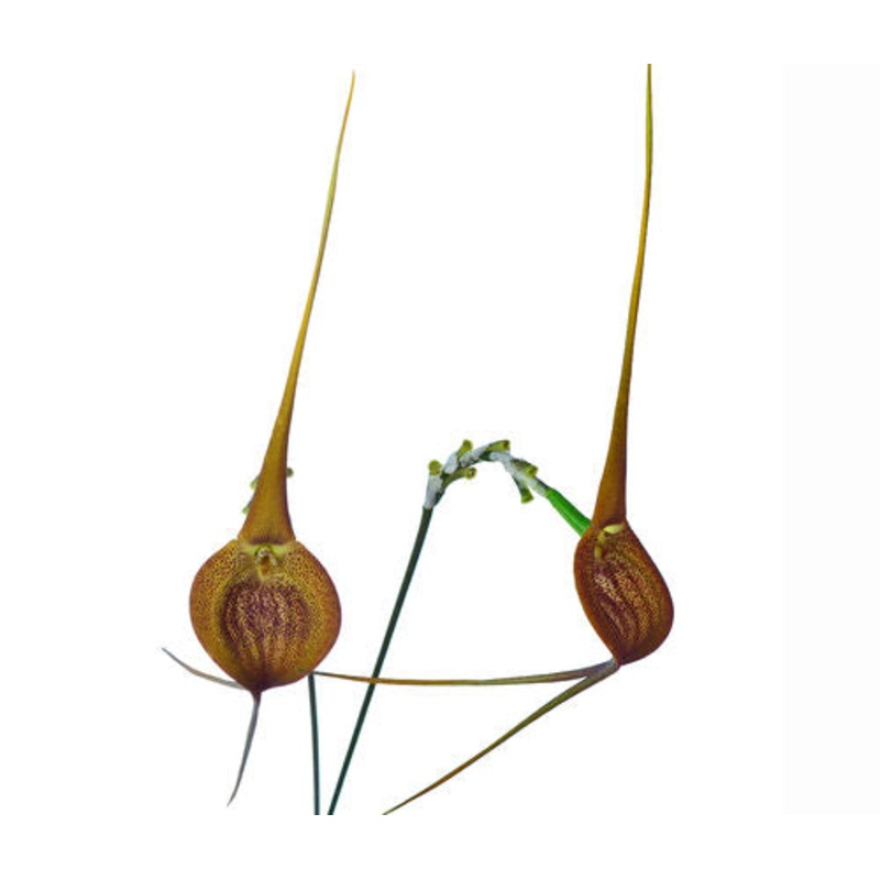 Masdevallia princeps