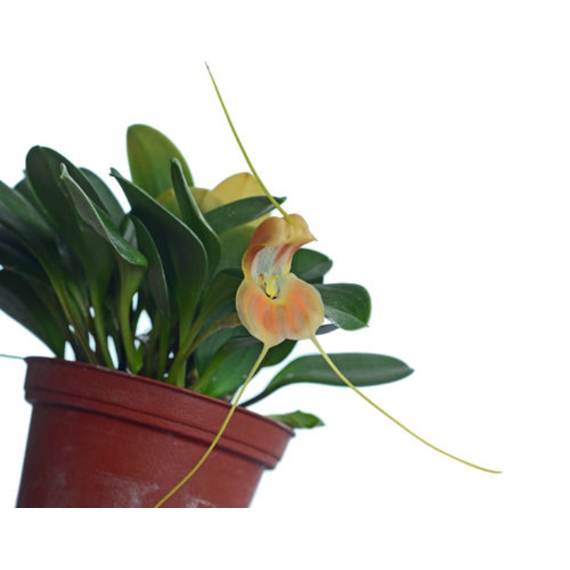 Masdevallia prodigiosa