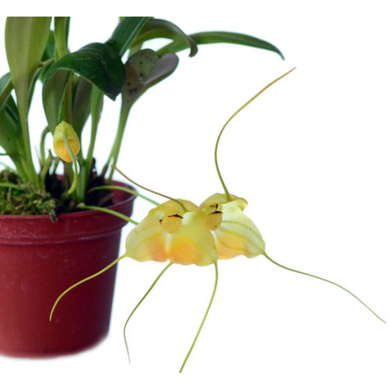Masdevallia sanctae-inesae