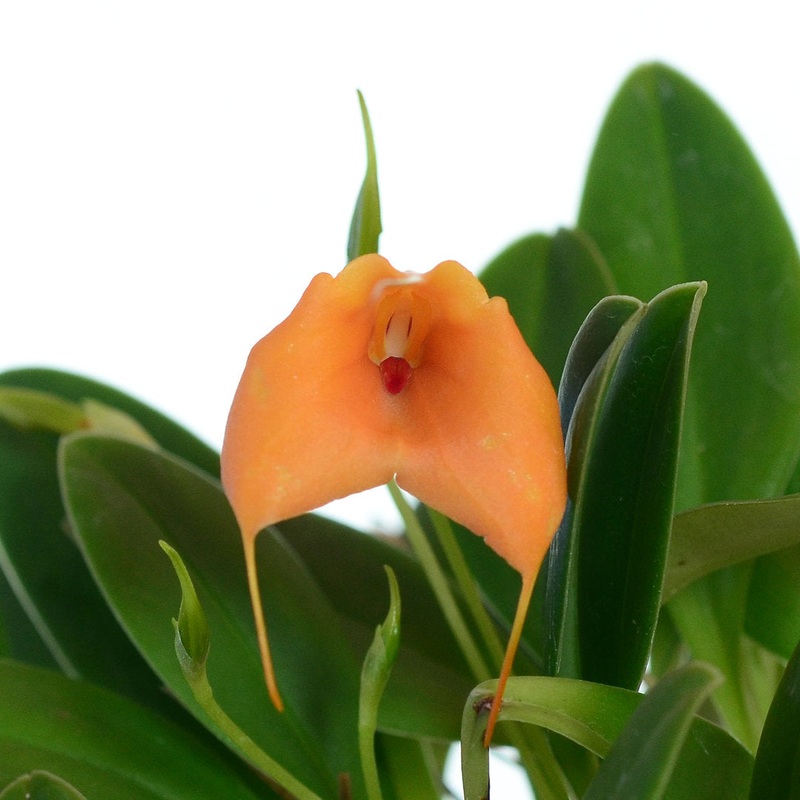 Masdevallia Stephany Vera