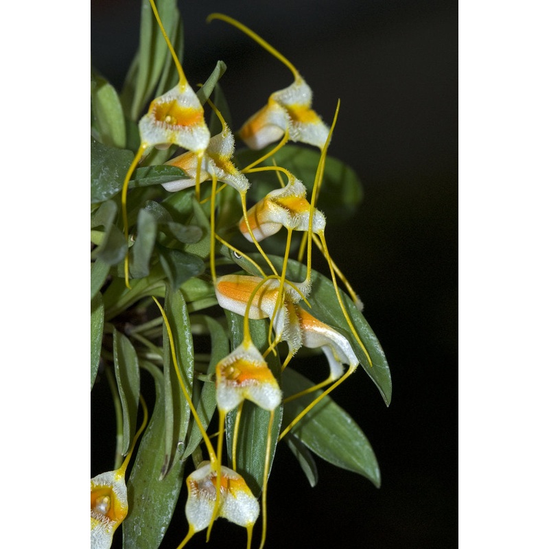 Masdevallia strobelii big