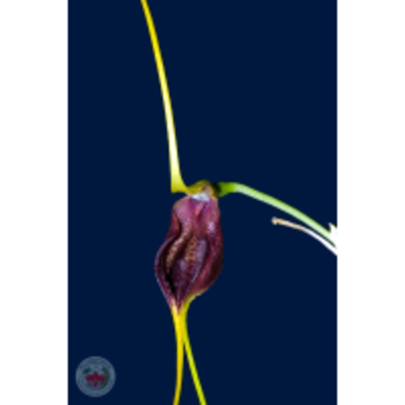 Masdevallia trochilus
