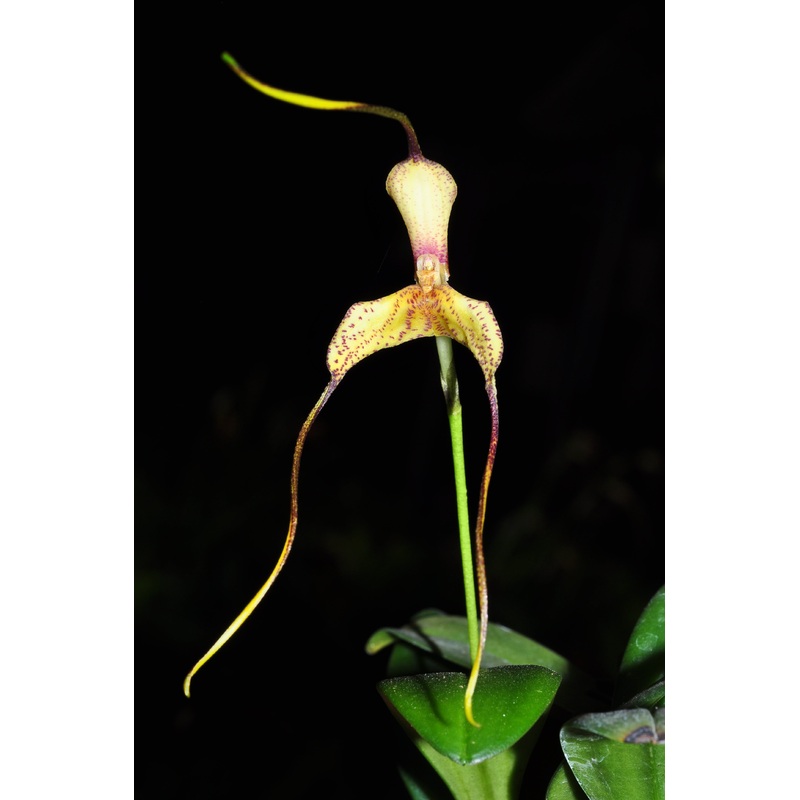 Masdevallia wurdackii
