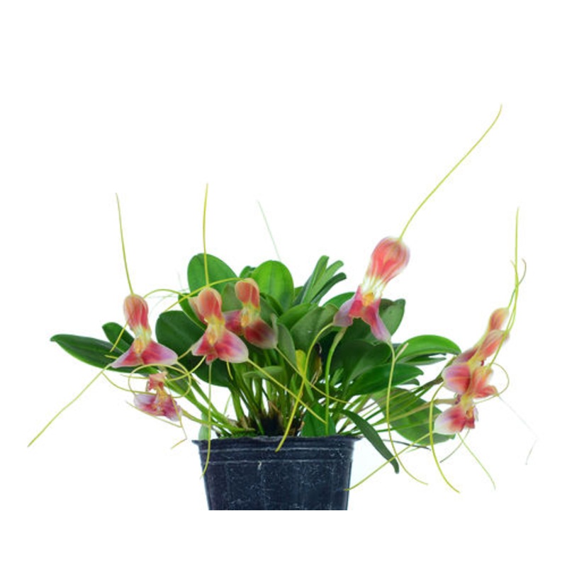 Masdevallia xanthina red
