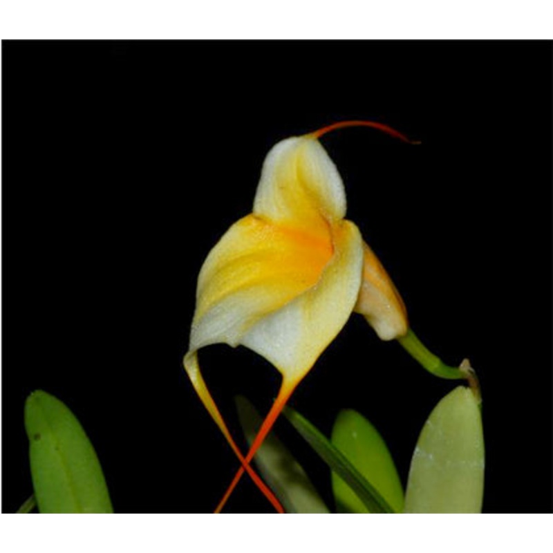 Masdevallia Ximena Neira