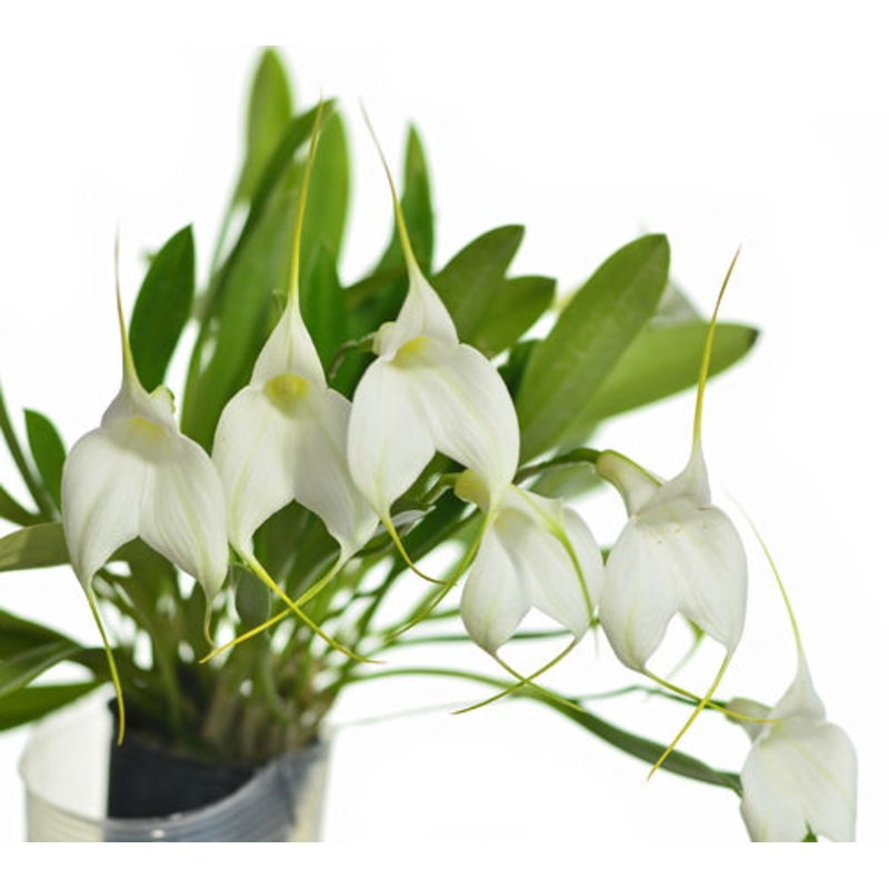 Masdevallia Ximenita