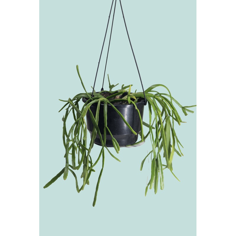 Mistletoe Cactus – Rhipsalis baccifera – 2L / 17cm / Medium
