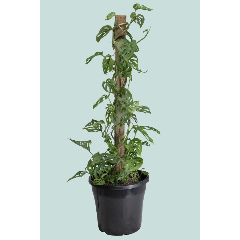 Monstera adansonii – Swiss Cheese Vine on Coir – 10L / 25cm / Large