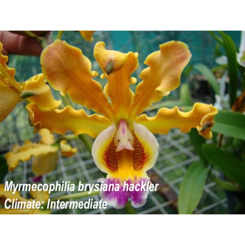 Myrmecophila brysiana hackler