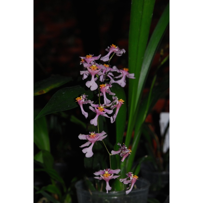 Oncidium ornithorhynchum