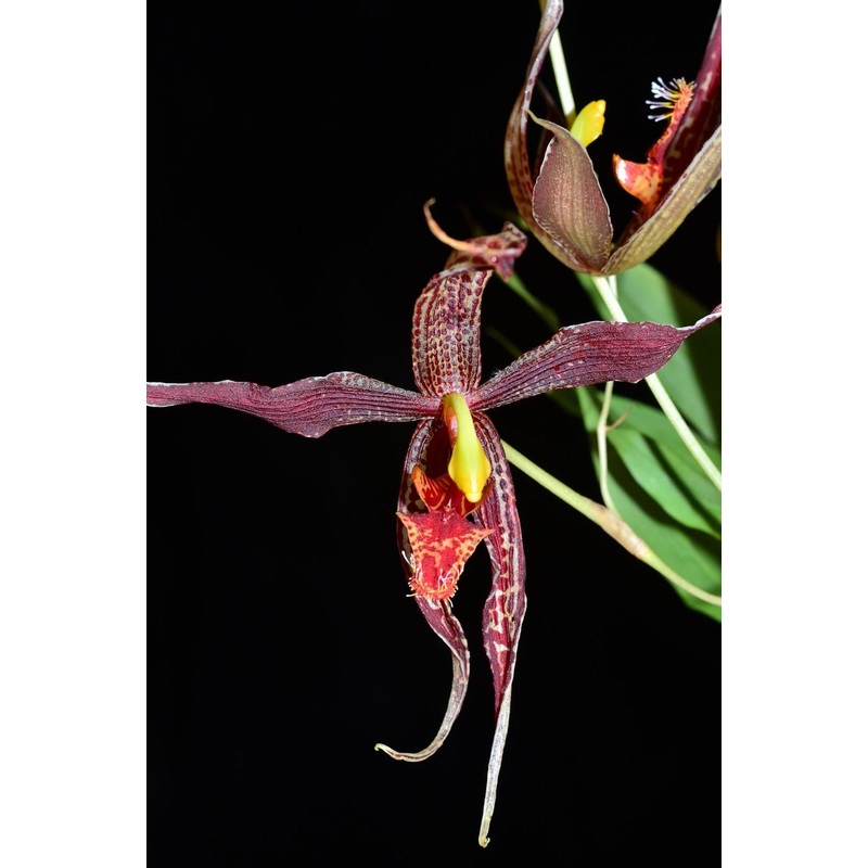 Paphinia posadarum