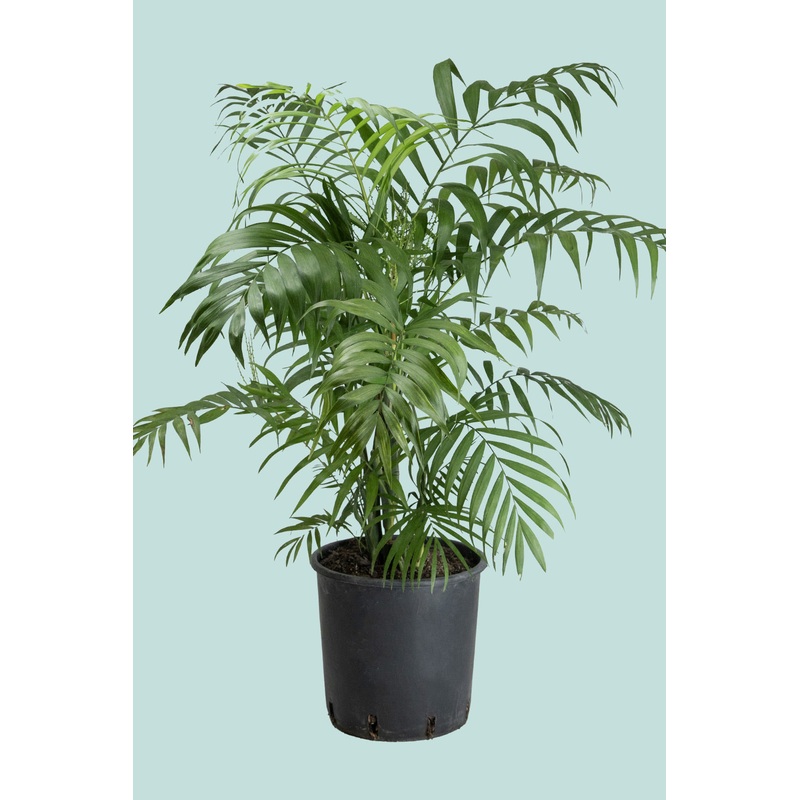 Parlour Palm – Chamaedorea elegans – 10L / 25cm / Large