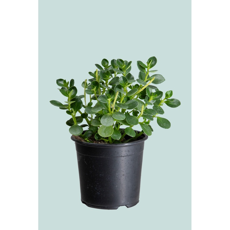 Peperomia urvilleana (NZ Native)  – 1L / 14cm / Small