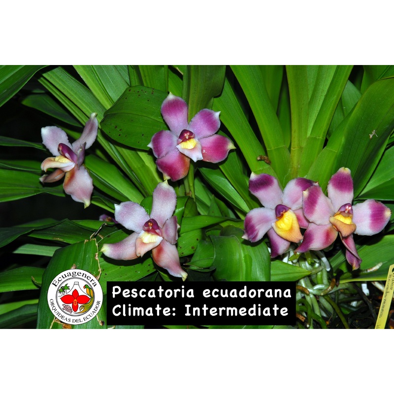 Pescatoria ecuadorana