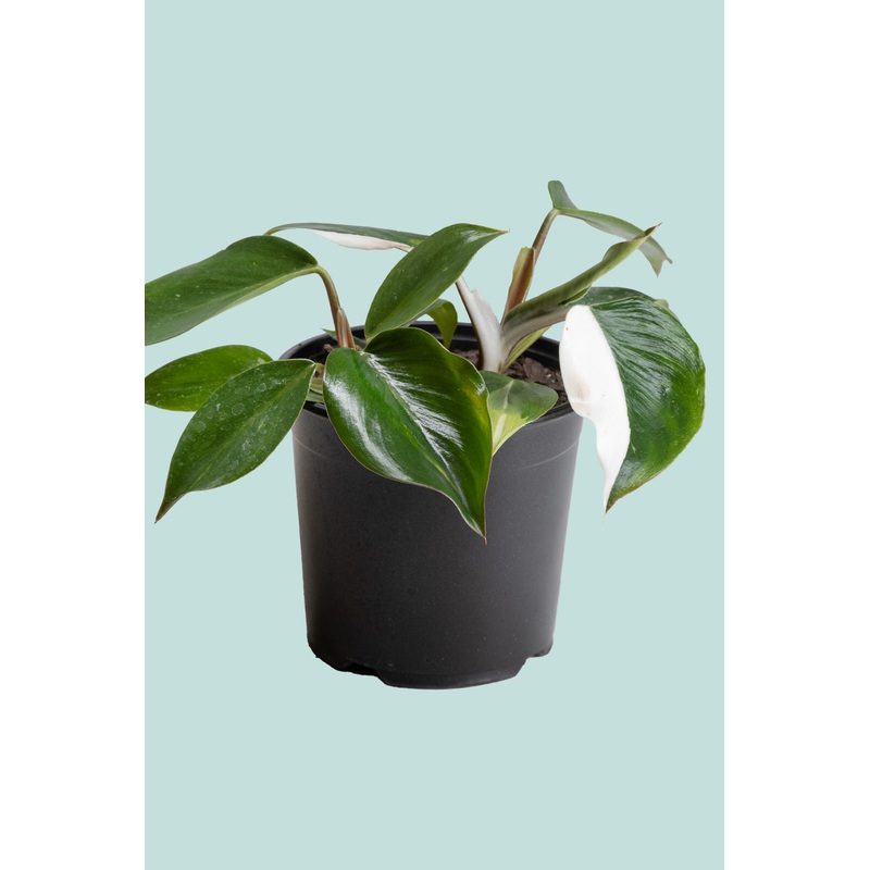 Philodendron White Knight  – 1.3L / 14cm / Small