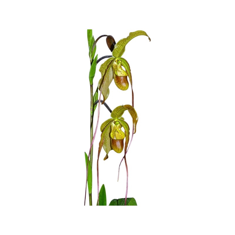 Phragmipedium Grande