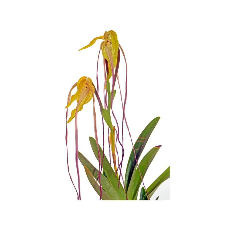 Phragmipedium lindenii