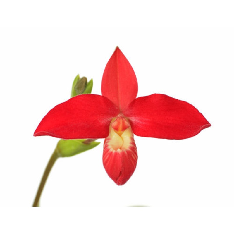 Phragmipedium Waunakee Sunset