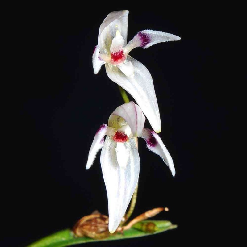 Pleurothallis aspergillum