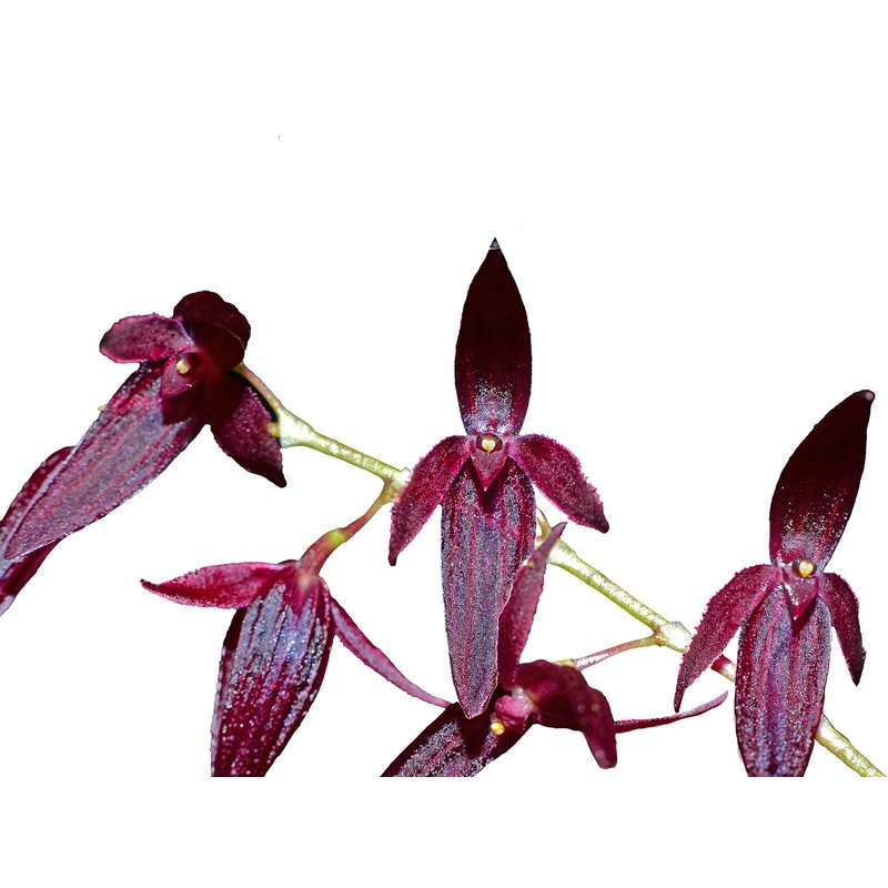 Pleurothallis rowleei