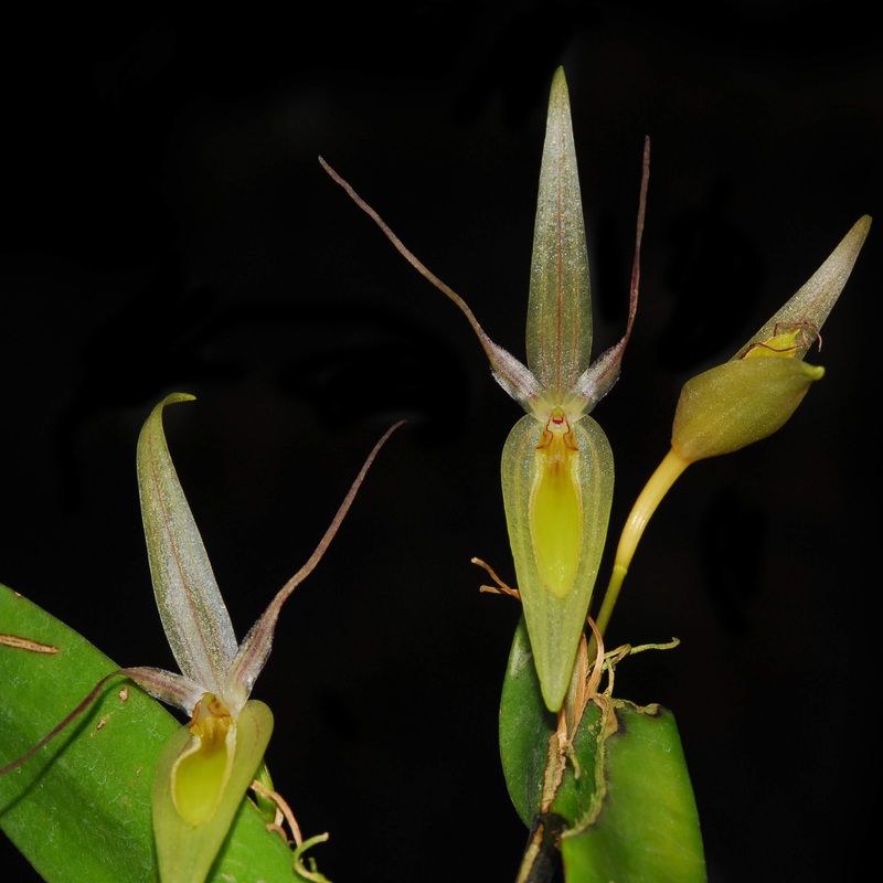 Pleurothallis saueri
