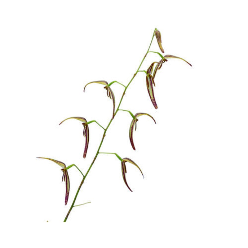 Pleurothallis stricta