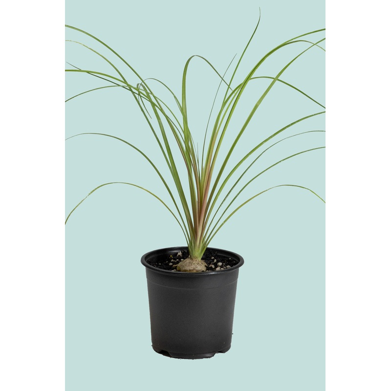 Ponytail Palm – Beaucarnea recurvata – 1L / 14cm / Small