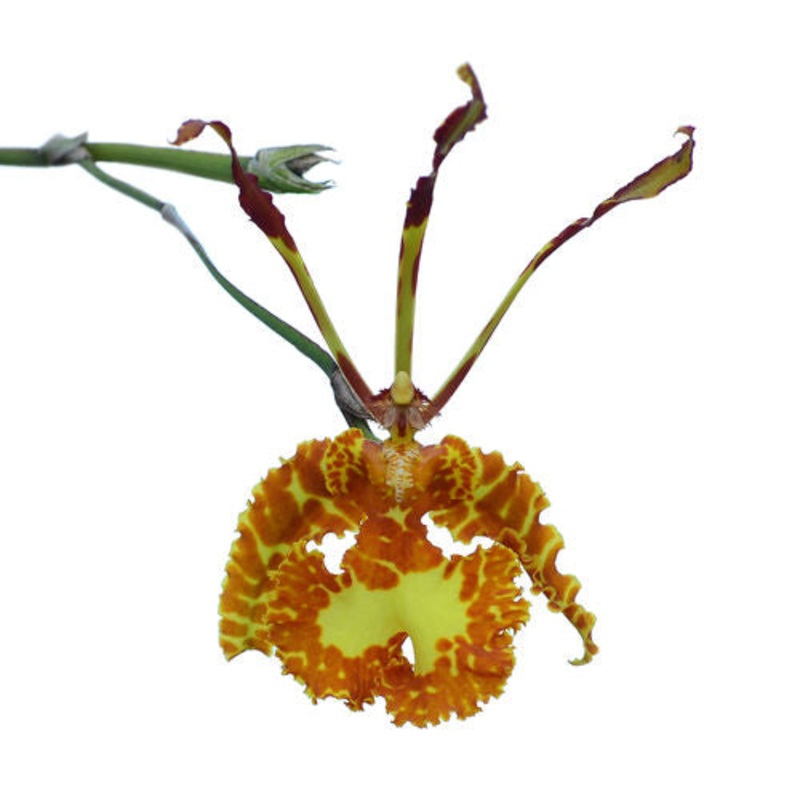 Psychopsis sanderae