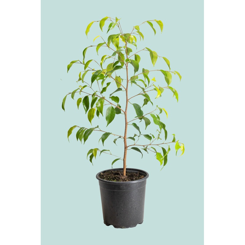 Reginald – Weeping Fig – Ficus benjamina – 2.5L / 17cm / Medium