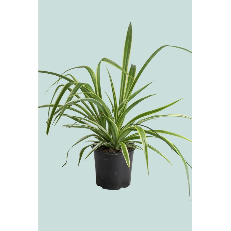 ‘Reverse’ Spider Plant – Chlorophytum comosum – 1L / 14cm / Small